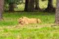 Lion Royalty Free Stock Photo