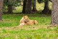 Lion Royalty Free Stock Photo