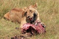 Lion Feeding on a Wildebeest