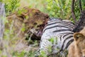 Lion feeding on Zebra in South Africa Royalty Free Stock Photo