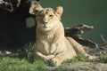 Lion Female Royalty Free Stock Photo