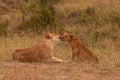 Lion female with baby