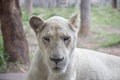 Lion female faceon forest Royalty Free Stock Photo