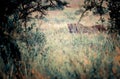 Lion female hiding in long grass in the shadow. It is a wildlife photo in Africa, Kenya. Royalty Free Stock Photo