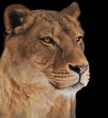 Lion female isolated on black portrait Royalty Free Stock Photo