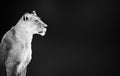 Lion female, lioness, Panthera leo,  portrait in black and white Royalty Free Stock Photo