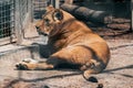 Lion female, lionesses resting, close-up in cage