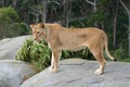 Lion Female Portrait Royalty Free Stock Photo