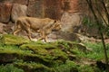 Lion female on the rocky place in the captivity. Royalty Free Stock Photo