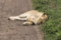 Lion female sleeping on the road Royalty Free Stock Photo