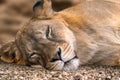 Lion female, sleepy lionesses head close-up Royalty Free Stock Photo