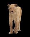 Lion female standing and looking at camera isolated on black Royalty Free Stock Photo