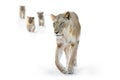 Lion female walking with three small cubs high key artistic conversion Royalty Free Stock Photo