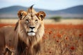 a lion in a field filled with gazelles Royalty Free Stock Photo