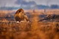 Lion, fire burned destroyed savannah. Animal in fire burnt place, lion lying in the black ash and cinders, Savuti, Chobe NP in