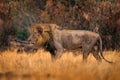 Lion, fire burned destroyed savannah. Animal in fire burnt place, lion lying in the black ash and cinders, Savuti, Chobe NP in Royalty Free Stock Photo