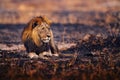 Lion, fire burned destroyed savannah. Animal in fire burnt place, lion lying in the black ash and cinders, Savuti, Chobe NP in