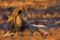 Lion, fire burned destroyed savannah. Animal in fire burnt place, lion lying in the black ash and cinders, Savuti, Chobe NP in Royalty Free Stock Photo