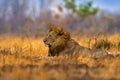 Lion, fire burned destroyed savannah. Animal in fire burnt place, lion lying in the black ash and cinders, Savuti, Chobe NP in Royalty Free Stock Photo