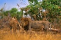 Lion, fire burned destroyed savannah. Animal in fire burnt place, lion lying in the black ash and cinders, Savuti, Chobe NP in