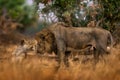 Lion, fire burned destroyed savannah. Animal in fire burnt place, lion lying in the black ash and cinders, Savuti, Chobe NP in