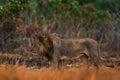 Lion, fire burned destroyed savannah. Animal in fire burnt place, lion lying in the black ash and cinders, Savuti, Chobe NP in