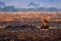 Lion, fire burned destroyed savannah. Animal in fire burnt place, lion lying in the black ash and cinders, Savuti, Chobe NP in