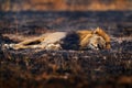 Lion, fire burned destroyed savannah. Animal in fire burnt place, lion lying in the black ash and cinders, Savuti, Chobe NP in