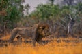 Lion, fire burned destroyed savannah. Animal in fire burnt place, lion lying in the black ash and cinders, Savuti, Chobe NP in