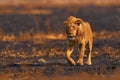 Lion, fire burned destroyed savannah. Animal in fire burnt place, lion lying in the black ash and cinders, Savuti, Chobe NP in