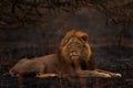 Lion, fire burned destroyed savannah. Animal in fire burnt place, lion lying in the black ash and cinders, Savuti, Chobe NP in