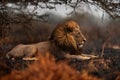 Lion, fire burned destroyed savannah. Animal in fire burnt place, lion lying in the black ash and cinders, Savuti, Chobe NP in