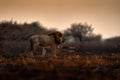 Lion, fire burned destroyed savannah. Animal in fire burnt place, lion lying in the black ash and cinders, Savuti, Chobe NP in