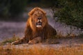 Lion, fire burned destroyed savannah. Animal in fire burnt place, lion lying in the black ash and cinders, Savuti, Chobe NP in