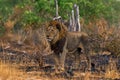 Lion, fire burned destroyed savannah. Animal in fire burnt place, lion lying in the black ash and cinders, Savuti, Chobe NP in