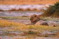 Lion, fire burned destroyed savannah. Animal in fire burnt place, lion lying in the black ash and cinders, Savuti, Chobe NP in