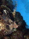Lion fish Royalty Free Stock Photo