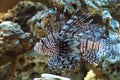 Lion fish Royalty Free Stock Photo