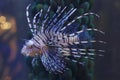 Lion fish