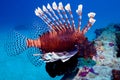 Lion Fish