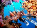 Lion Fish