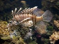 Lion fish Royalty Free Stock Photo