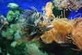 Lion fish 2 Royalty Free Stock Photo