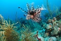 Lion fish