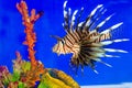 Lion fish Royalty Free Stock Photo