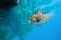 Lion fish Royalty Free Stock Photo