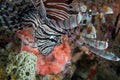 Lion fish Royalty Free Stock Photo