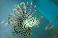 Lion fish Royalty Free Stock Photo