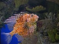 Lion Fish Royalty Free Stock Photo