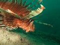 Lion fish